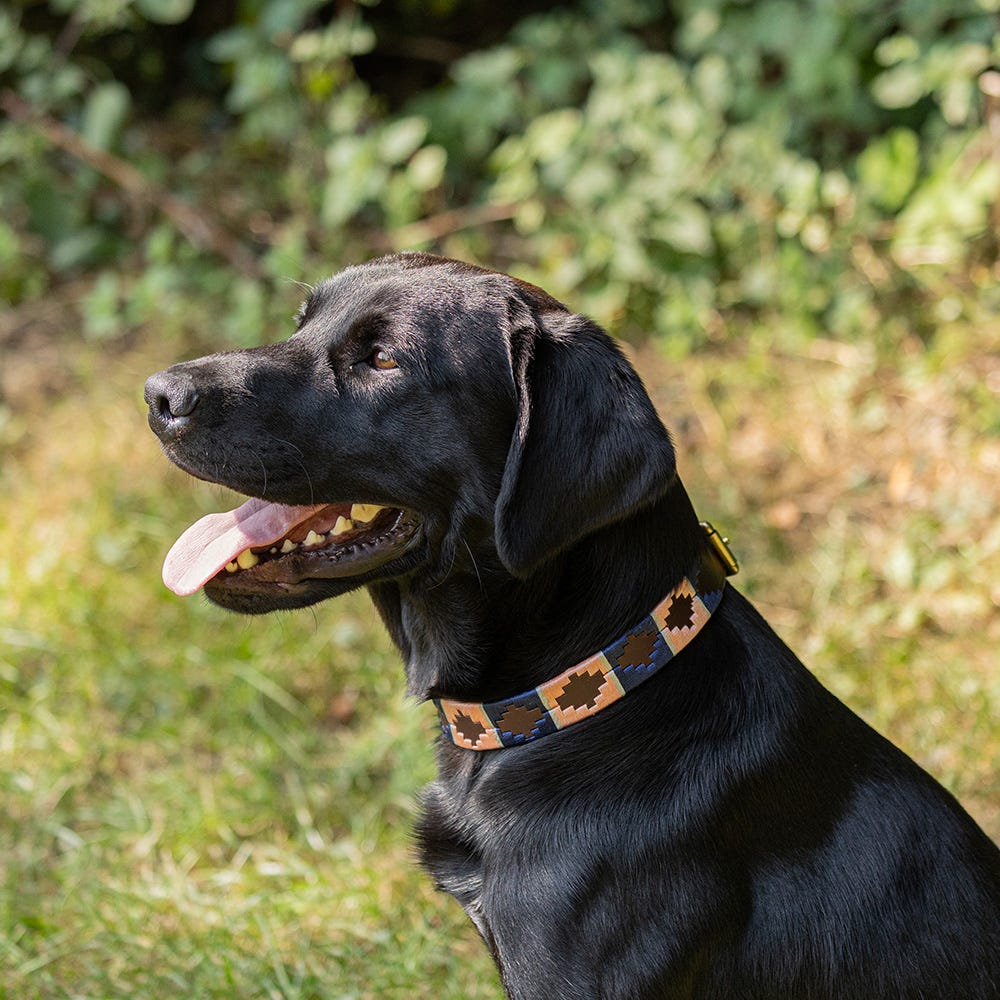 Benji &amp; Flo Sublime Polo Leather Dog Collar image 8